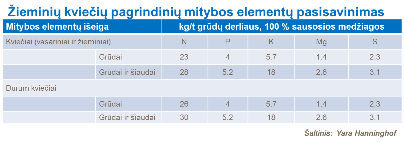 Žieminių kviečių pagrindinių mitybos elementų pasisavinimas