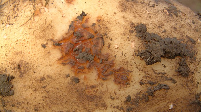 Paprastosios rauplės