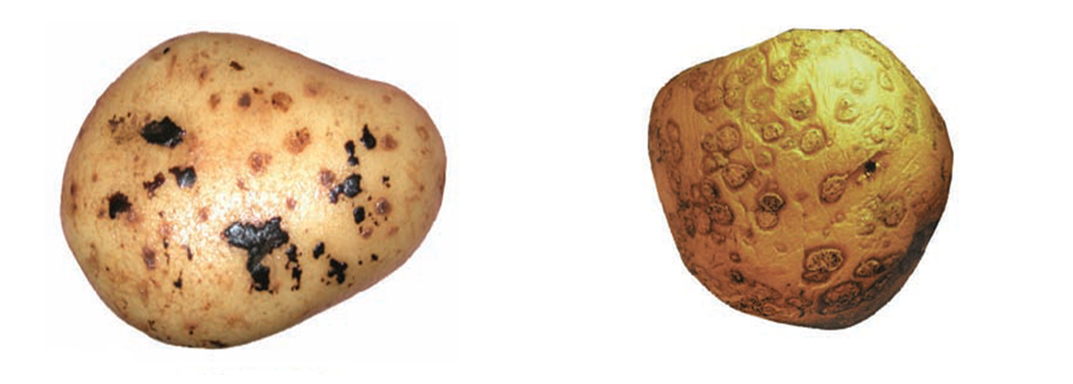 Rizoktoniozė (šašligė) / Piktosios (dulkingosios rauplės)