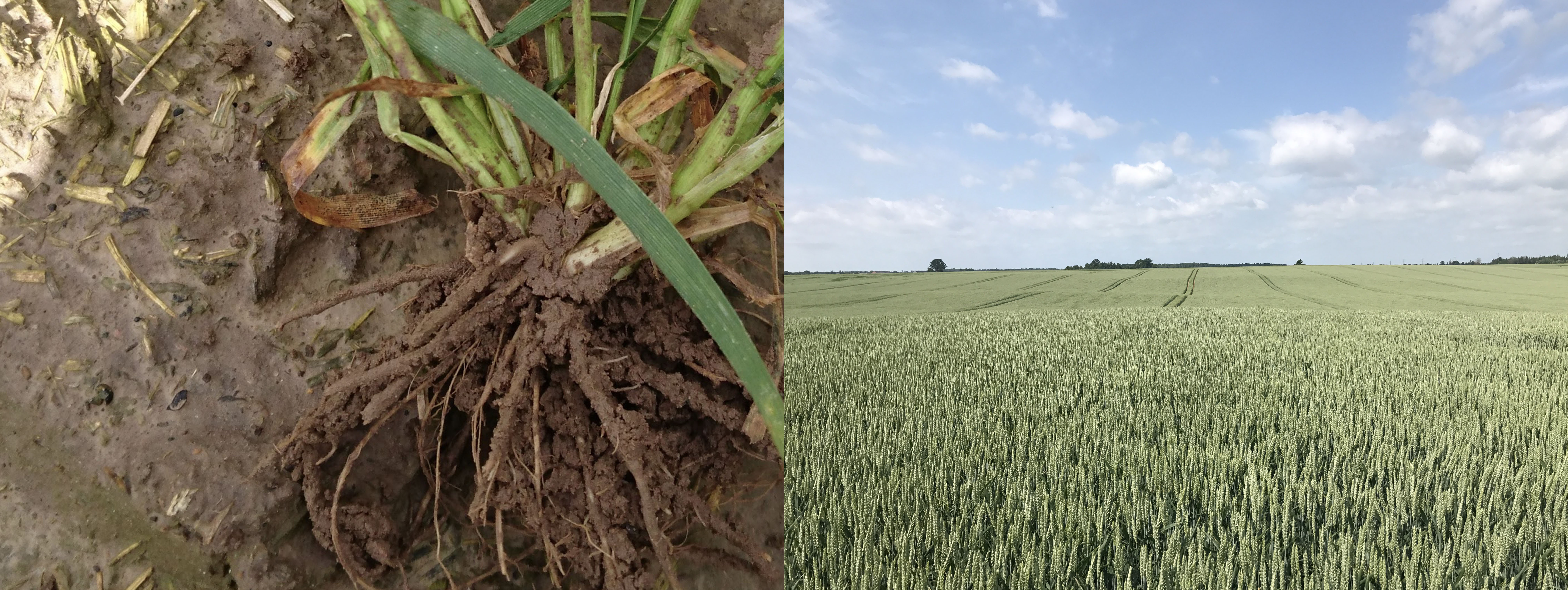 Geresnis krūmijimasis ir mityba mobile