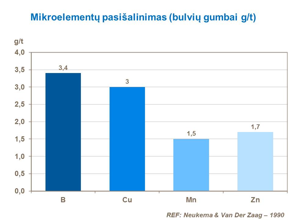 Vidutinio klimato sąlygomis, perteklinis tręšimas azotu vėlesniuose augimo tarpsniuose skatins augalo augimą ir neleis jam laiku subręsti. Taip pat gali sumažėti krakmolo kiekis, todėl pablogės perdirbimui skirtų bulvių kokybė.