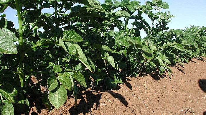 Vagojimas užtikrina gerą drenažą ir palengvina derliaus nuėmimą